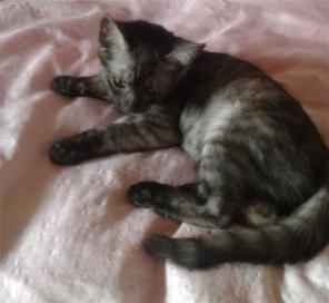 Ищут дом котята с плюшевой шерсткой, котик и кошечка