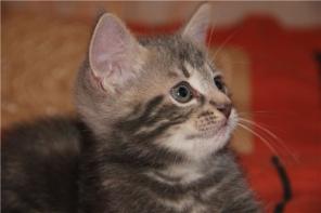 Милые крошки-котята (2.5 мес.)