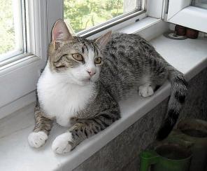Ищет дом замечательный котик Тимоша (6 мес). Ласковый, урчащий по любому поводу!