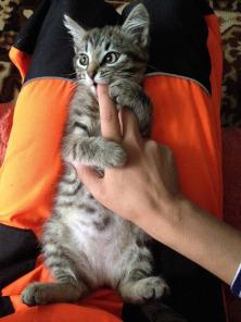 Ищет дом очаровательная кошечка!
