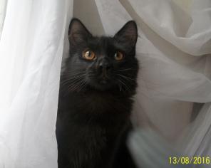 Котята 5 мес в добрые руки.