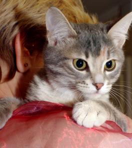 Котенок девочка серебристая полосаточка ищет дом и семью