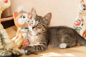 Котенок Максик в дар
