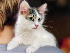 Котенок Дарвин - ушки кисточки, ищет дом