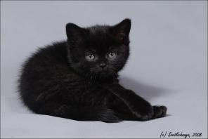 Продаются британский котята. ЧЕРНЫЕ МЕДВЕДИ!