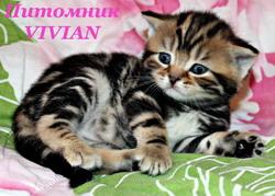 Британские котята вискас ШОУ класс.