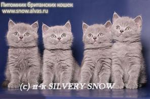 Купить британского котенка.