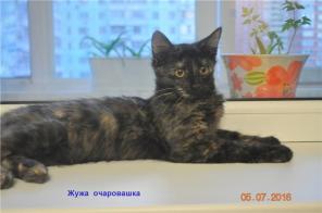 Молодая кошечка в дар в ответственные руки. 5 мес.