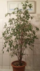 Продам красивый фикус