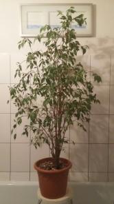Продам красивый фикус