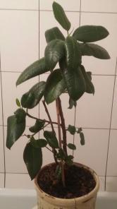 Продам фикус каучуконосный