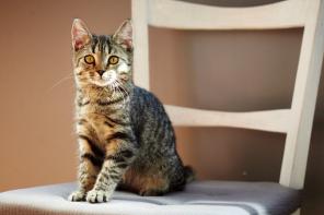 Котенок Умка в поисках дома. Отдам котенка