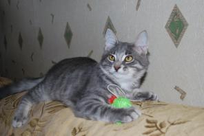 Отдам замуррчательных котят