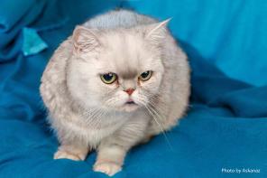 Кошечка Шила ищет дом