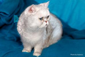 Кошечка Шила ищет дом