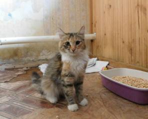 Трехцветная кошечка в дар.