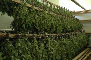 Продам веники для бани