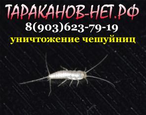 Сахарная чешуйница в квартире. Как уничтожить, вытравить, вывести?