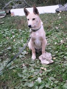 Рыжий щенок в дар