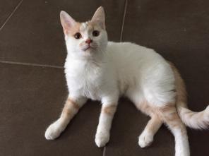Плюшевые котята в дар! Отдам котенка