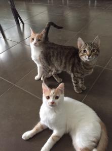 Плюшевые котята в дар! Отдам котенка