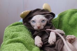 Котята канадского сфинкса