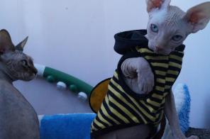Котята канадского сфинкса