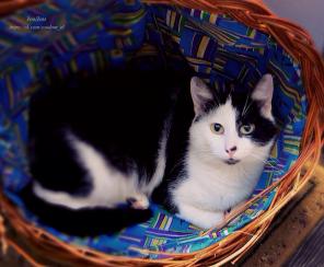 Очаровательный котик в дар