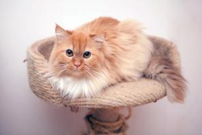 Роскошная кошка в дар.