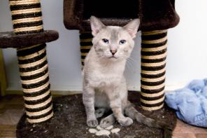 Котик тайской породы в дар.