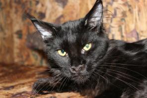 Котенок Гигант породы Мейн Кун