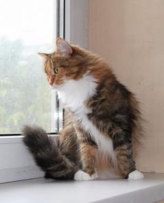 Кошечка Фиона в дар