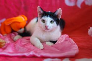 Котик Лунтик любит собак