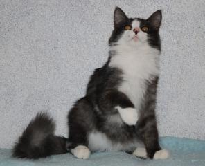 Котенок Филька ищет дом