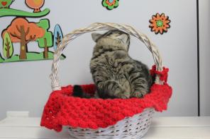 Котенок Мурчик в добрые руки