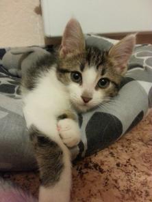 Котенок, 3 мес. Мальчик