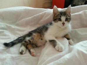 Котенок, 3 мес. Мальчик