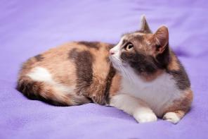Плюшевая Кошка Плюшка в поисках дома