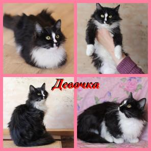 Котята в дар.