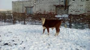 Бычки герефорды