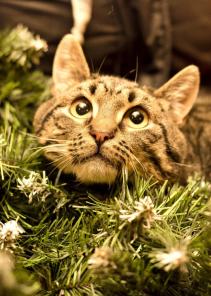 Обаятельный котик Тимофей ищет дом!