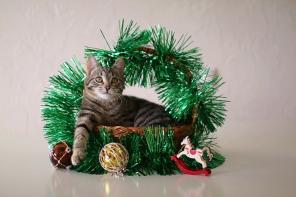 Котенок Рокки – очень ласковый малыш