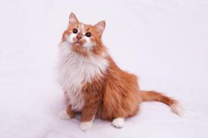 Что может быть лучше кота!?)только-рыжий кот))