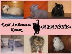 Котят предлагает Клуб Любителей Кошек «АВАНТЕ».