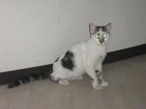 Найденый домашний котенок ищет новый дом.