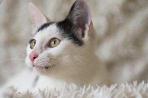 Котенок Марс в поиске дома