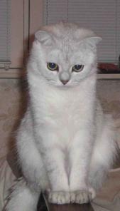 Британский кот.