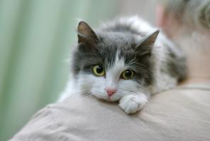 Маленькая пушистая котёнка Тильда ищет дом.