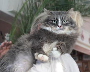 Король усачей - котик Сержант ищет тихую гавань.