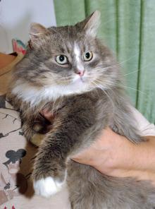 Король усачей - котик Сержант ищет тихую гавань.
